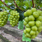 Muscat grapes on vine for Shine Muscat sparkling juice, green grape clusters