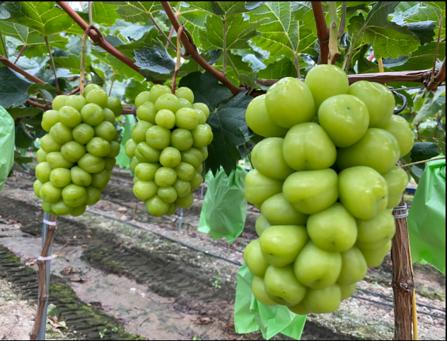 Muscat grapes on vine for Shine Muscat sparkling juice, green grape clusters