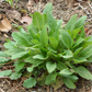 Gombo baechu herb plant with thick green leaves growing on dry soil and straw.