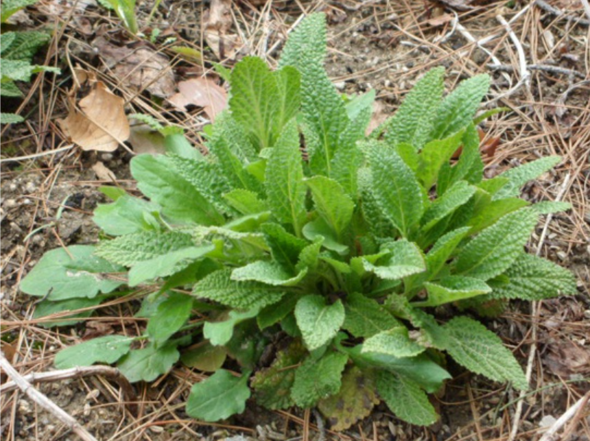 Gombo baechu herb plant with thick green leaves growing on dry soil and straw.