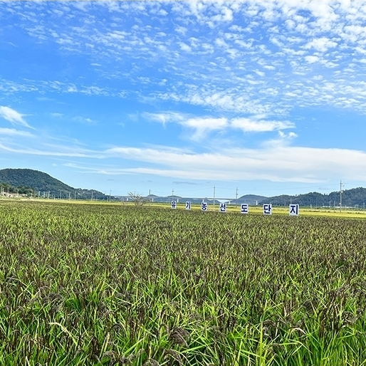 Organic red rice farm field with dense green rice rows and distant markers