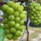 Shine Bianco vinegar ingredient, green grape clusters on the vine