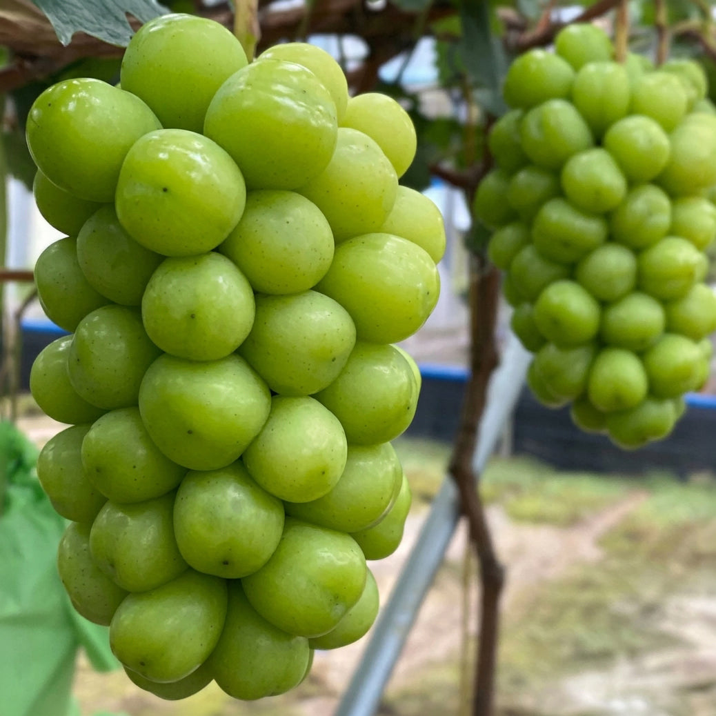 Shine Bianco vinegar ingredient, green grape clusters on the vine
