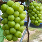 A close-up of a large bunch of green grapes hanging from a grapevine, with a second bunch blurred in the background. The grapes are bright green and appear ripe, set against a soft-focus outdoor vineyard scene.
