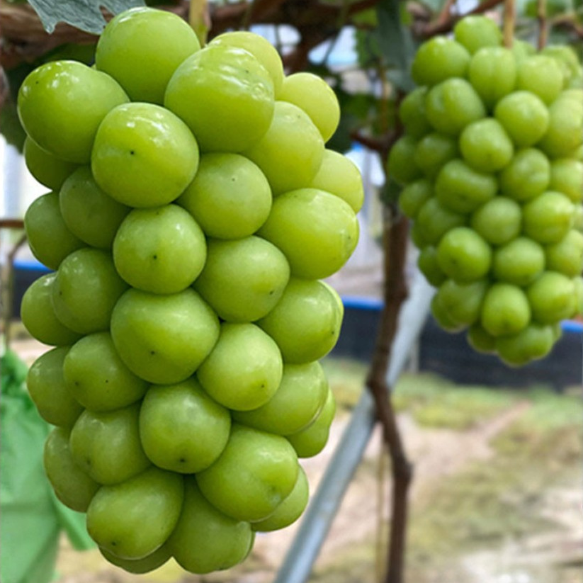 A close-up of a large bunch of green grapes hanging from a grapevine, with a second bunch blurred in the background. The grapes are bright green and appear ripe, set against a soft-focus outdoor vineyard scene.