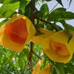Dried Peach - Kim'C Market