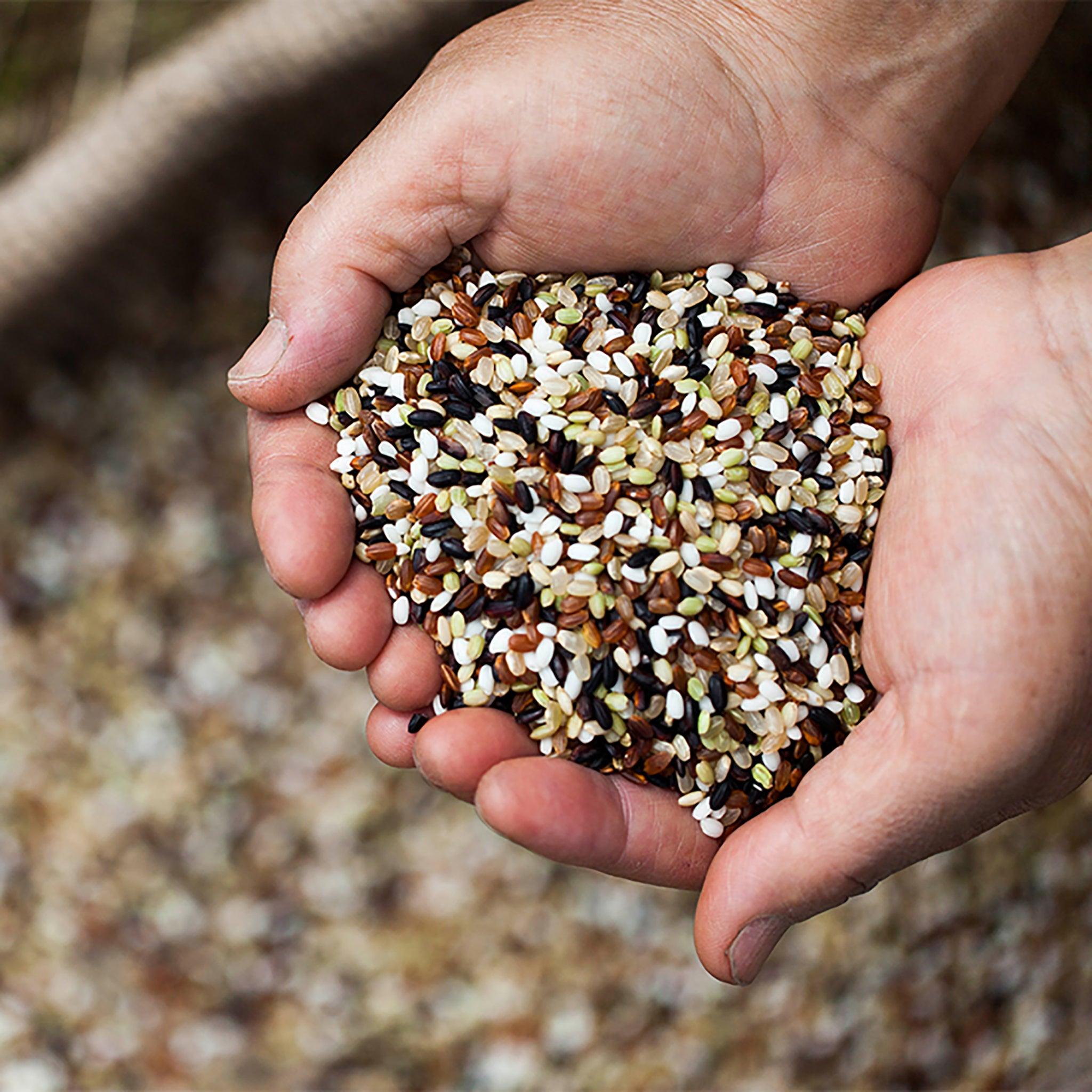 Kang Daein Organic Five Colored Rice 강대인 생명의 쌀 유기농 오색미 – Kim'C Market